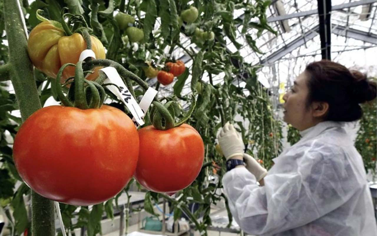 Gen dizilimiyle oynanmış domatesler satışa sunuldu! Bu domates tansiyonu düşürecek