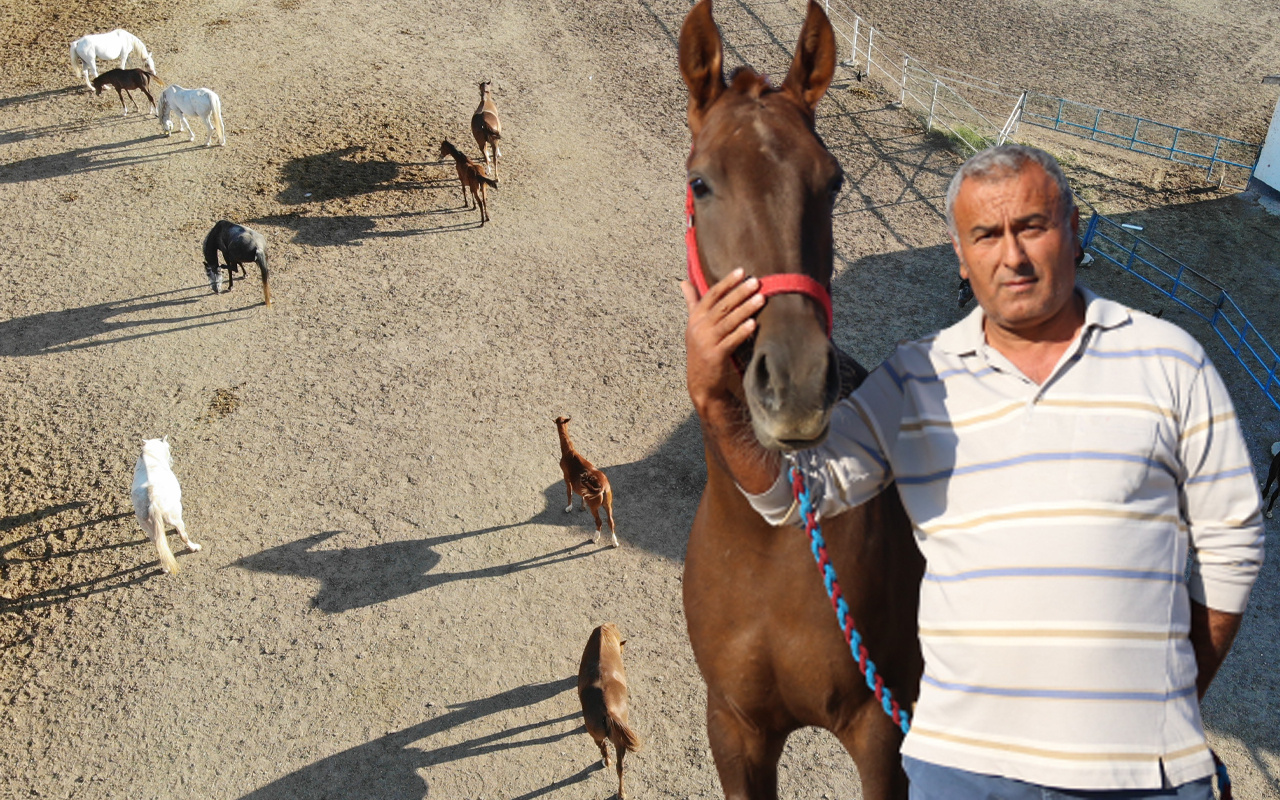 Servet değerinde! Eskişehir'de bu atların fiyatını duyan inanamadı: Sabır işi