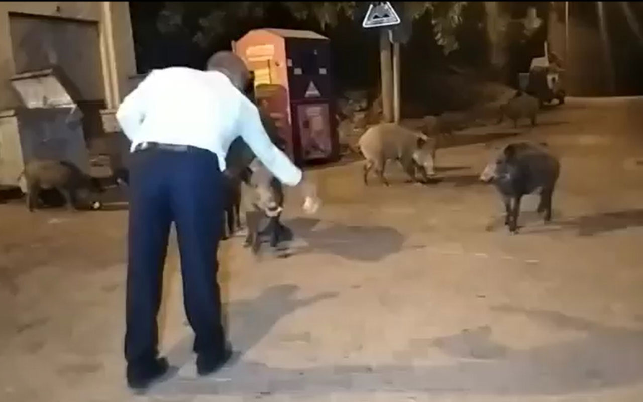 Fethiye ilçesinde şehre inen yaban domuzlarını elleri ile beslediler