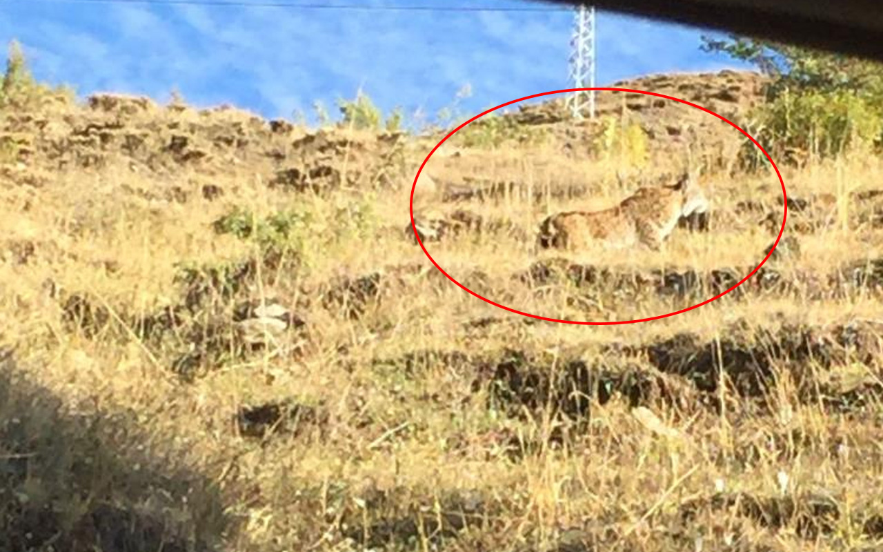 Nesli tükenmek üzere! Tunceli'de ortaya çıktı