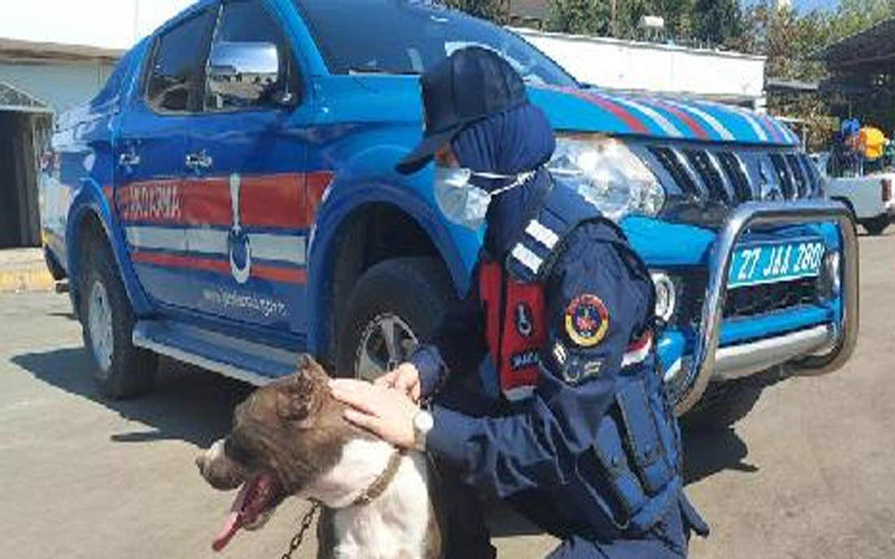 Gaziantep'te otomobile bağladığı köpeği koşturan sürücüye 2 bin 102 TL ceza