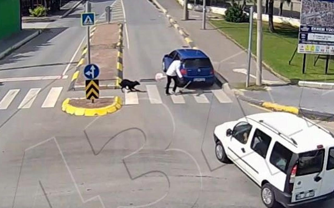 Dikkatsizliğin bu kadarı: Köpek bile bu kaza karşısında şaşırdı kaldı