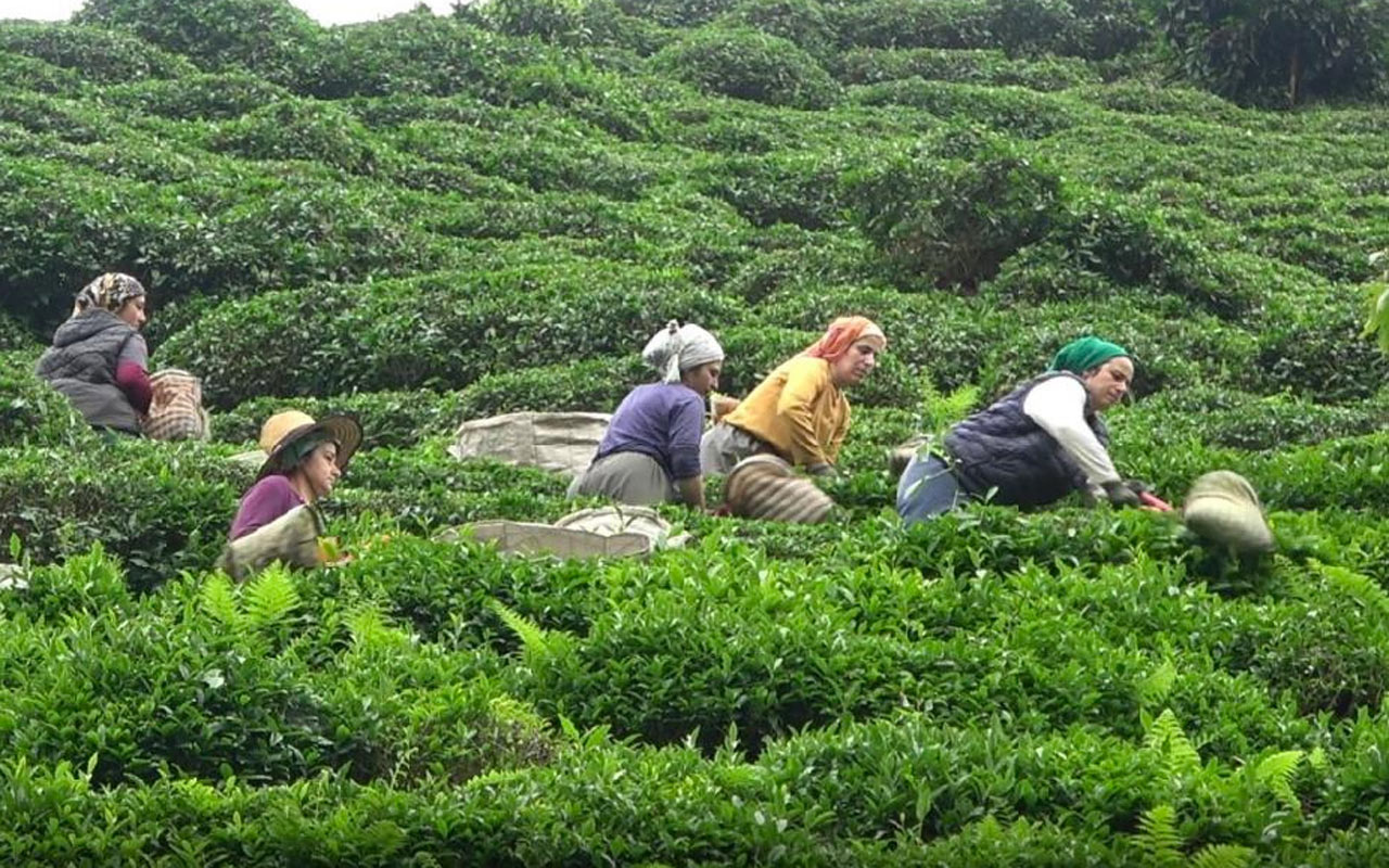 Yabancı uyruklu çay işçileri gelmeyince 100 Milyon dolar Türkiye’de kaldı