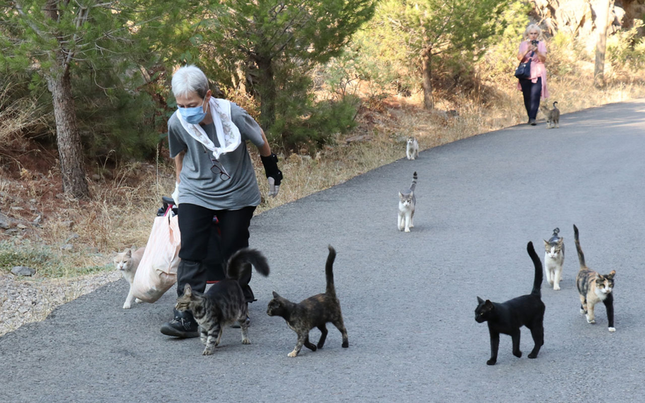 İzmir'de hayvansever kadın her gün 200 sokak kedisini eliyle besliyor