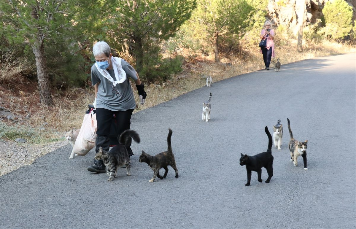 İzmir'de hayvansever kadın her gün 200 sokak kedisini eliyle besliyor