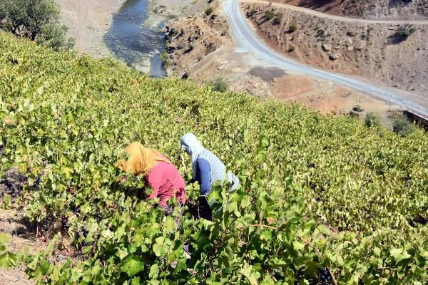 Bitlis'te 300 kilodan 35 kilo çıkıyor! Yapımı saatler sürüyor: Kilosu 50 TL