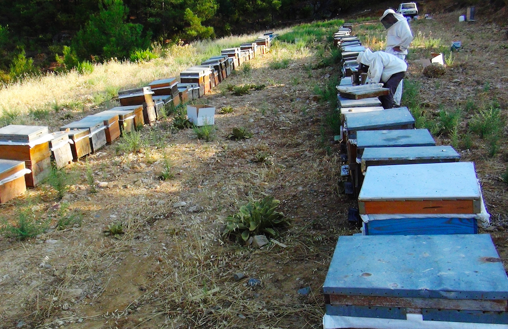 Yangınlar, kuraklık en özel balda üretimi bitirdi! Çam balı bu yıl yok!