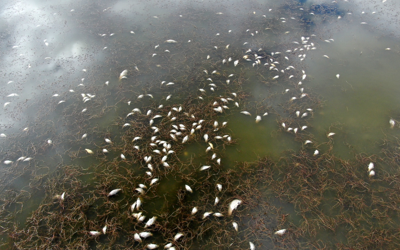 Sivas'ta korkutan çevre felaketi! Alarm veriyor: Ölü balıklarla doldu