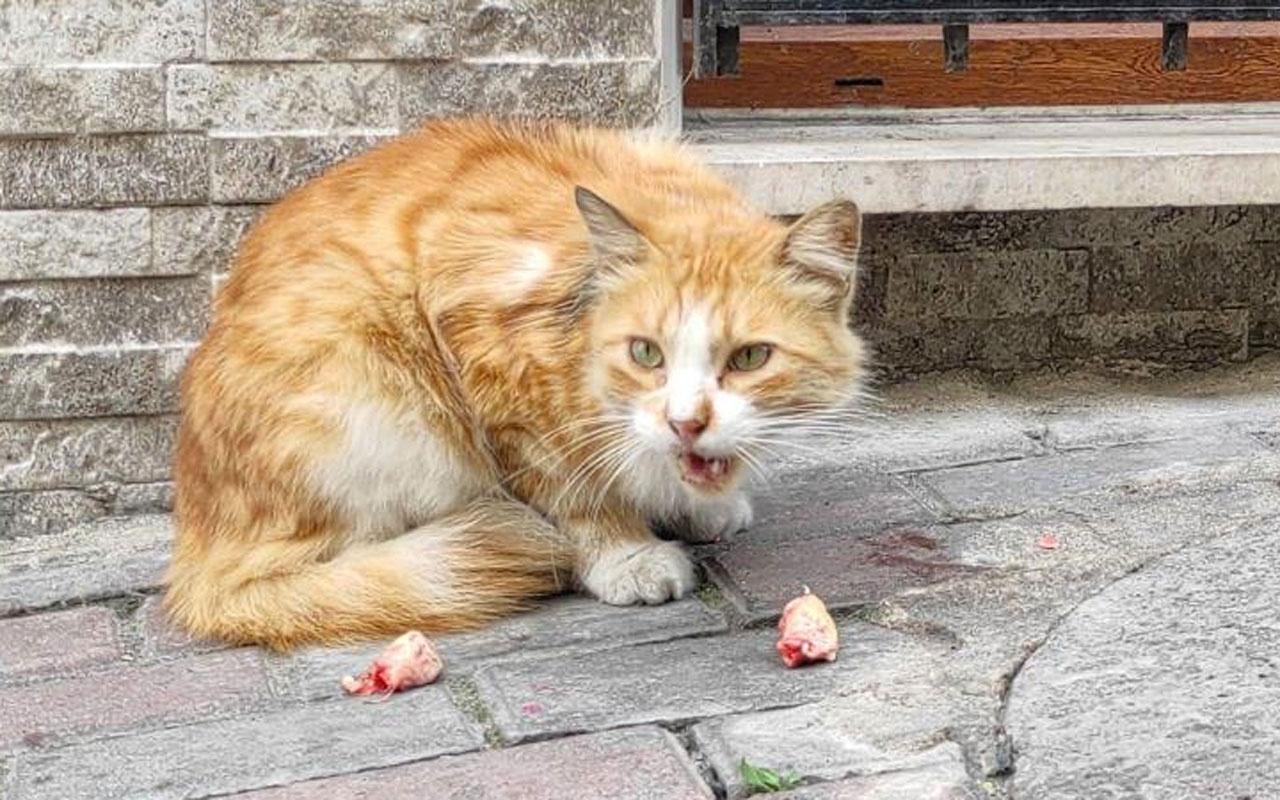 Esenler'de muhtar sokak kedisine fakirlik belgesi çıkardı