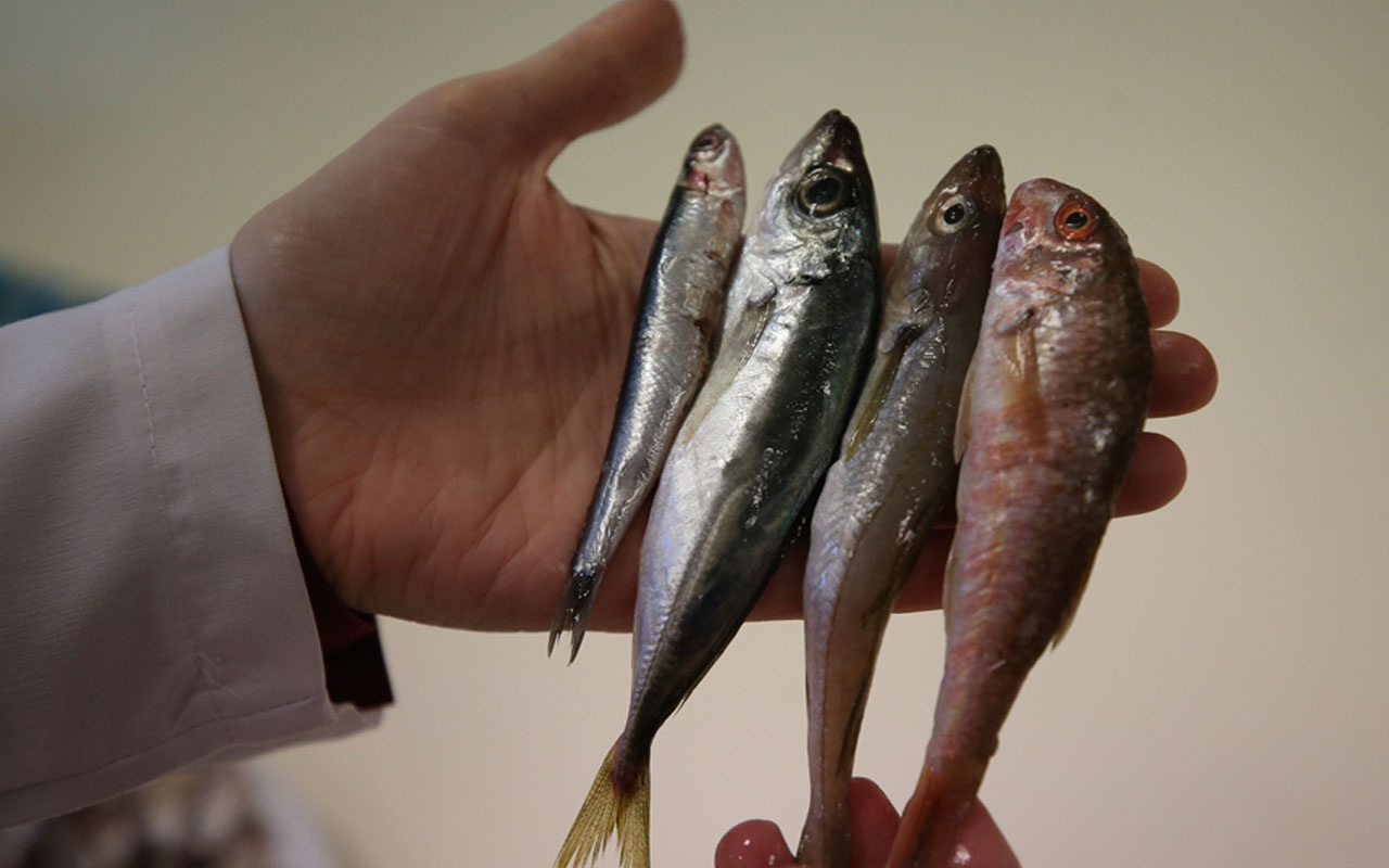 Çarpıcı araştırma! Karadeniz'de biyoaktif özelliği en yüksek balık hamsi çıktı