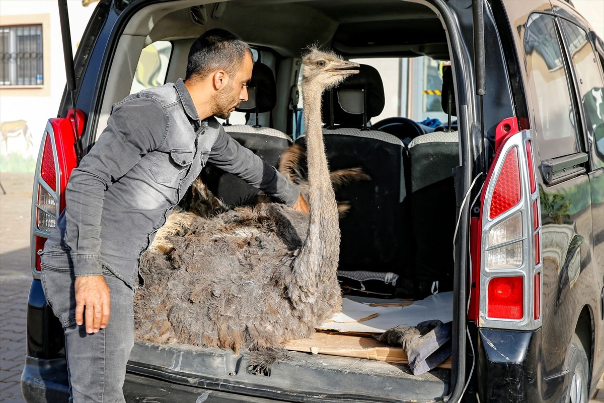 Diyarbakır'da bıçak yuttu şüphesiyle deve kuşunu veterinere götürdü karnından çıkanlara inanamadı