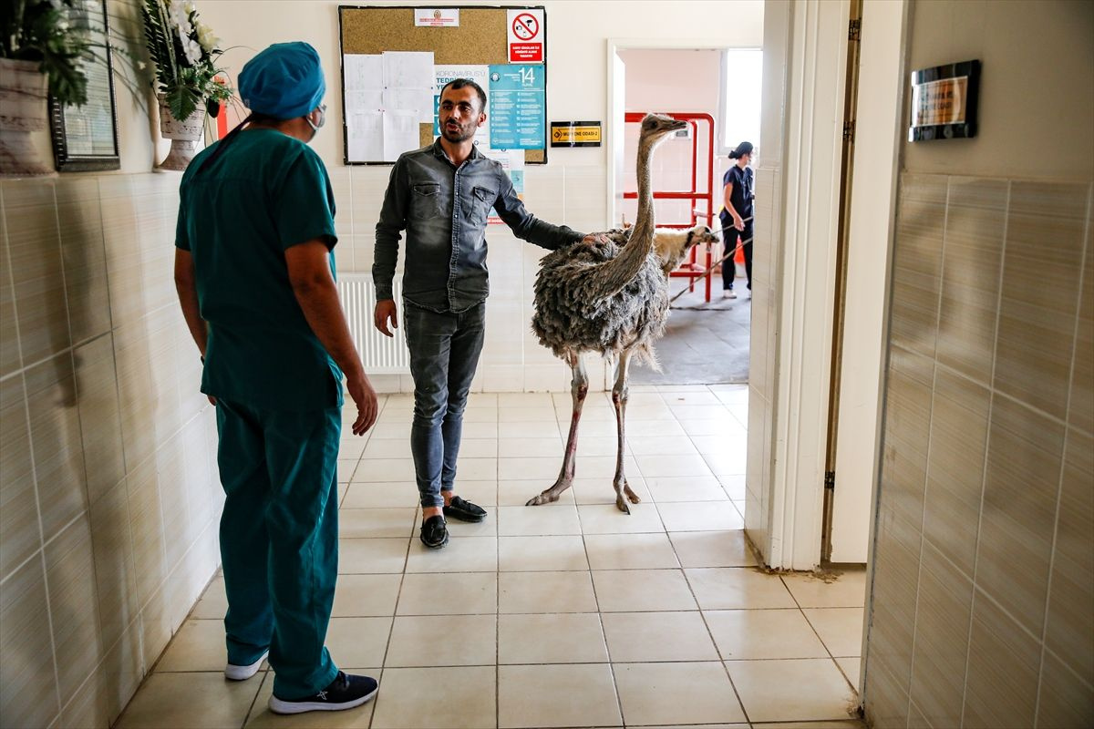 Diyarbakır'da bıçak yuttu şüphesiyle deve kuşunu veterinere götürdü karnından çıkanlara inanamadı