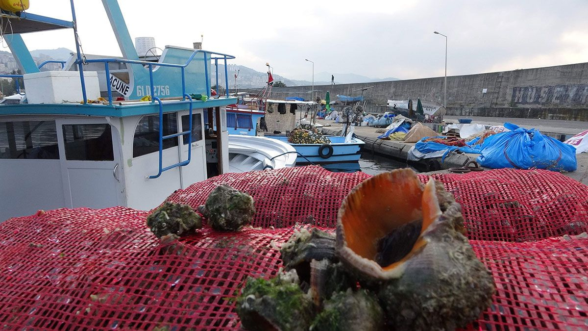 Karadeniz'de palamut olmayınca balıkçıların yeni geçim kapısı deniz salyangozu oldu