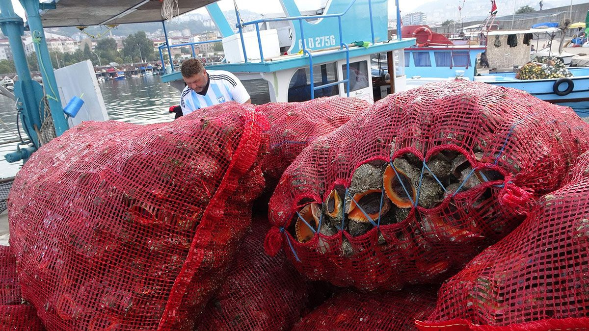 Karadeniz'de palamut olmayınca balıkçıların yeni geçim kapısı deniz salyangozu oldu