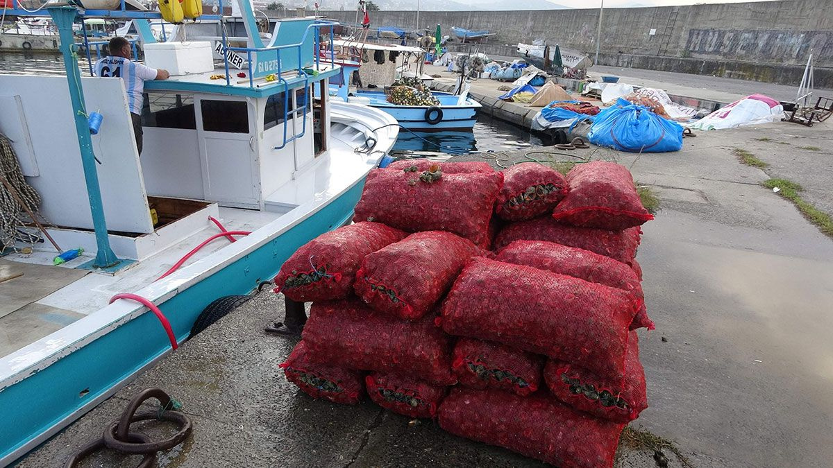 Karadeniz'de palamut olmayınca balıkçıların yeni geçim kapısı deniz salyangozu oldu