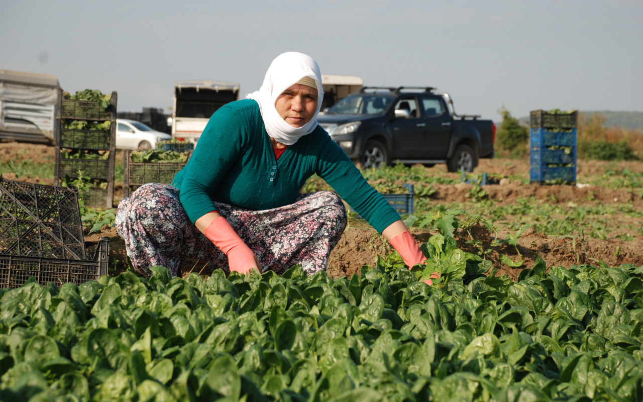 Zehirli ıspanak panik yarattı! Müşteri almıyor pazarcı satamıyor! Üreticiyi vurdu