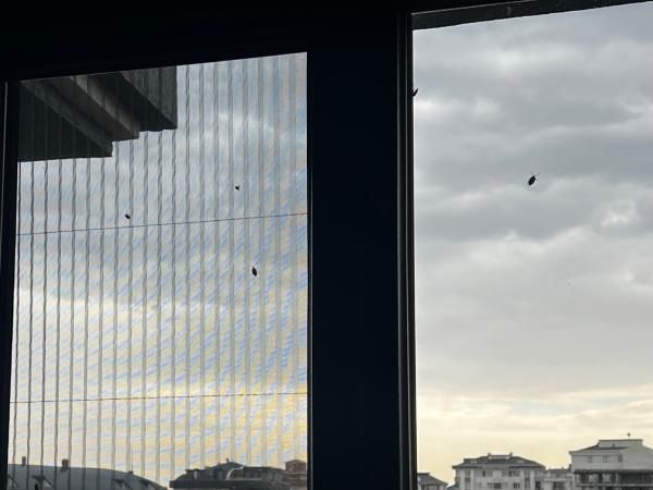 Alerji yapıyor! İstanbul'da 'kokarca böceği' kabusu her yeri sardı