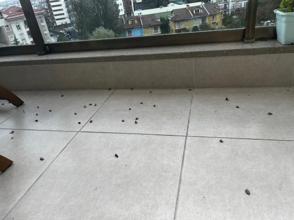 Alerji yapıyor! İstanbul'da 'kokarca böceği' kabusu her yeri sardı