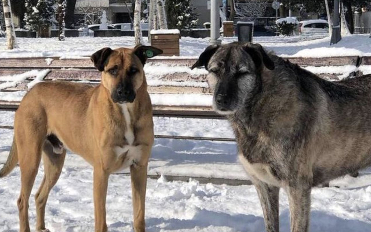 Bebek Parkı'nın kaçırılan köpekleri Nacho ve Bella için Ekrem İmamoğlu'na çağrı yapıldı