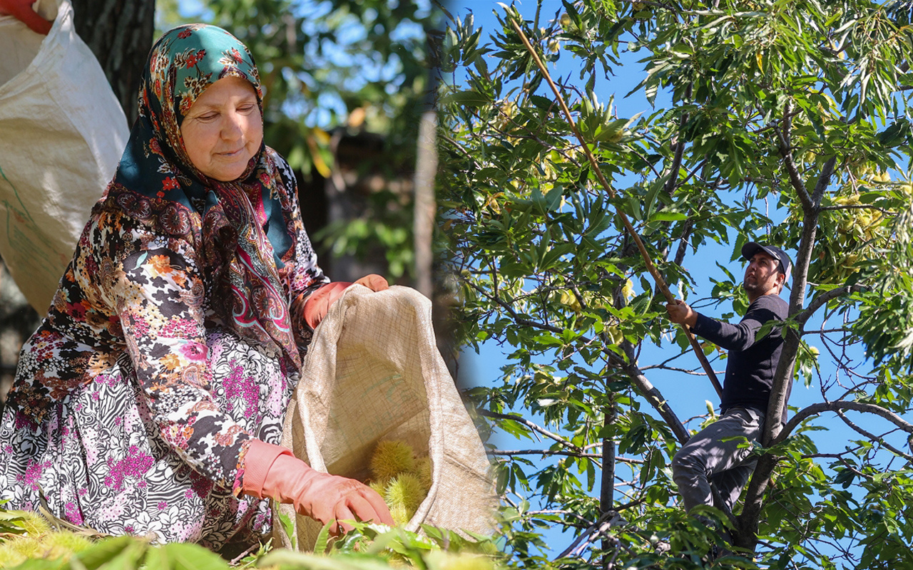 Günlük 600 TL kazanıyorlar! Aydın'da bu iş için beli kırılan, kör olan var