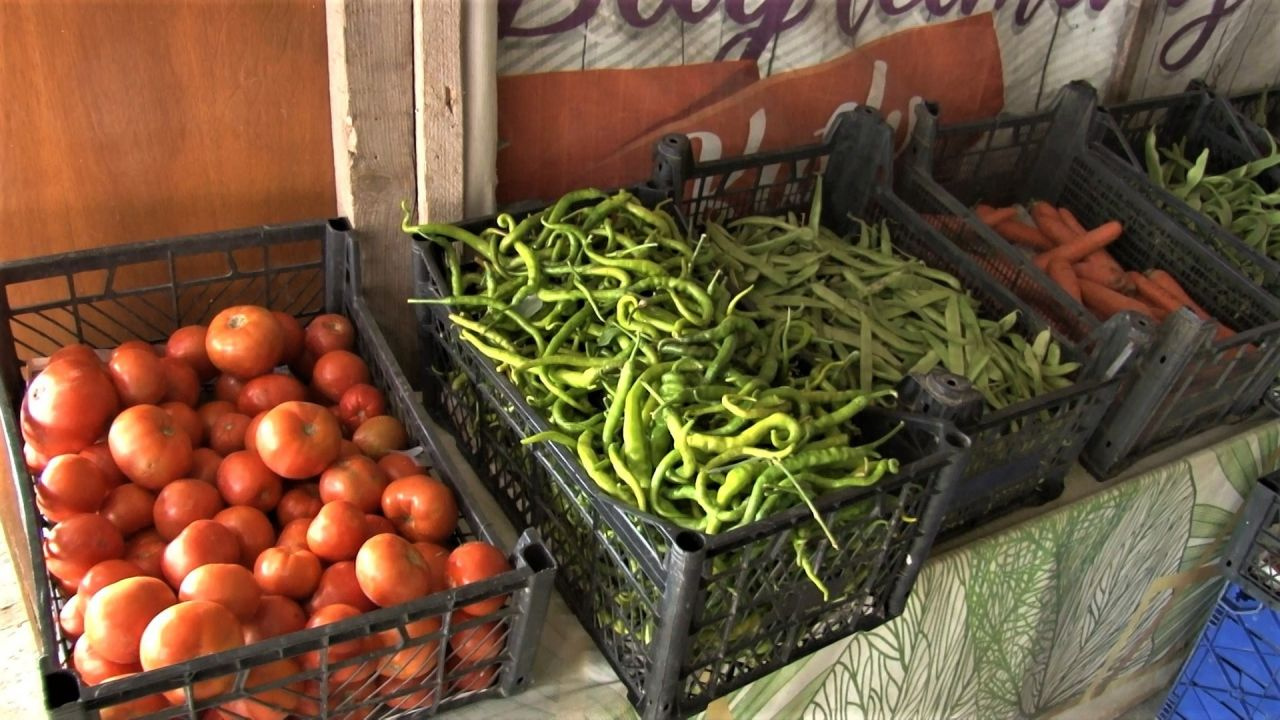 İstanbul'da E-5 kenarında 20 çeşit sebze yetiştiriyor vatandaşların ilgisi büyük