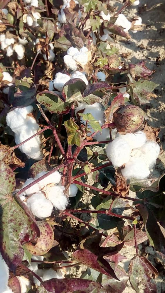 Denizli'de beyaz altın yüzleri güldürdü: Kilosu 10 TL'ye satılıyor