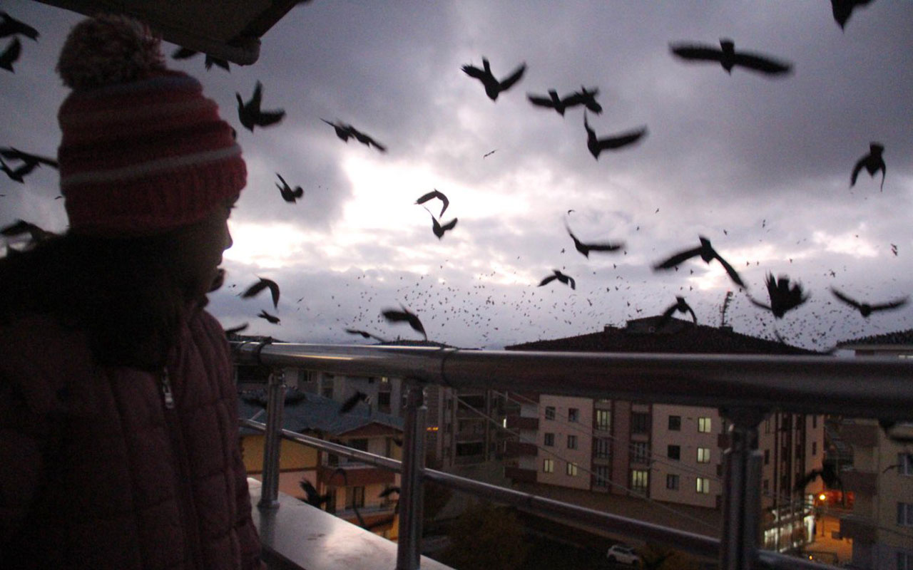 10 ay sonra kabus geri döndü! Ardahan'da karga istilası başladı kış çok fena geçecek