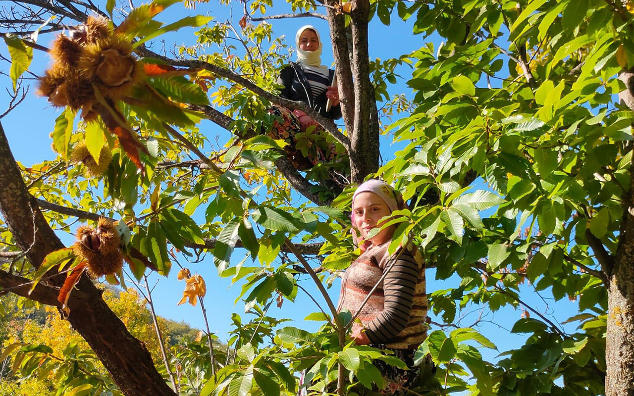 Bu kadınlar günlük 600 lira kazanıyor! Ağaç tepelerinde çalışıyorlar