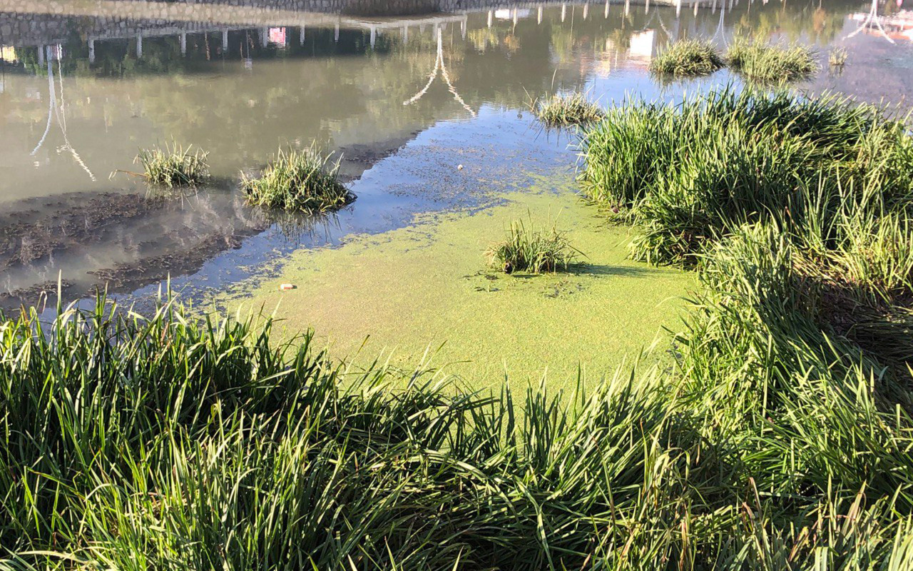 Su seviyesinin ciddi oranda düştüğü Yeşilırmak'ta siyanobakteri istilası