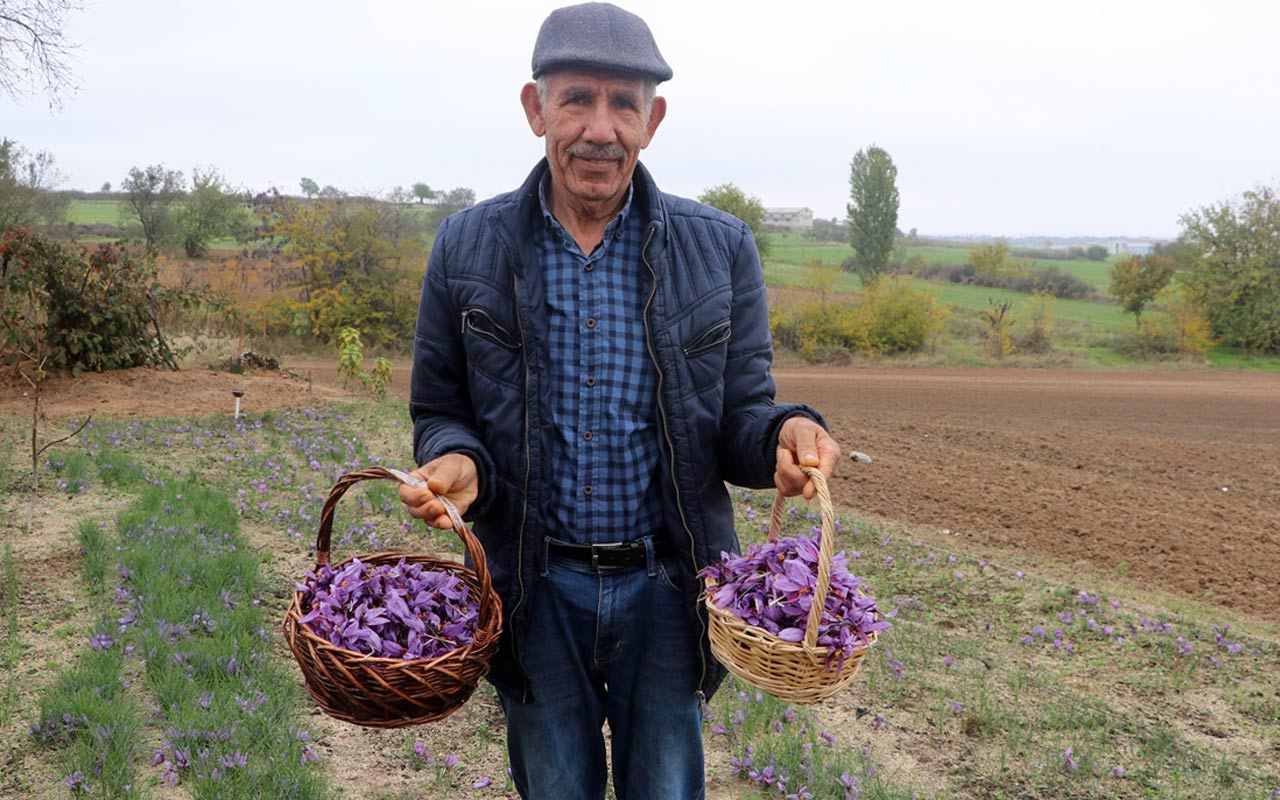 Edirne'de deneme amaçlı dikti şimdi siparişlere yetişemiyor kilosu 50 bin liradan satılıyor