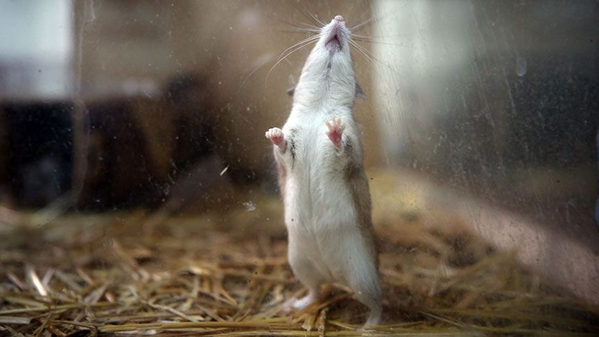 ABD’li bilim insanları uyardı: Bir sonraki corona virüs salgını farelerden gelecek
