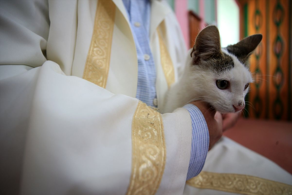 Hayvansever imam caminin kapılarını kedilere açtı