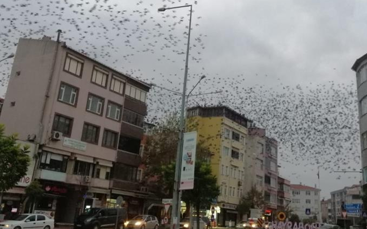 Gökyüzünü istila ettiler! Tekirdağ'da sabah gökyüzüne bakan büyük şaşkınlık yaşadı