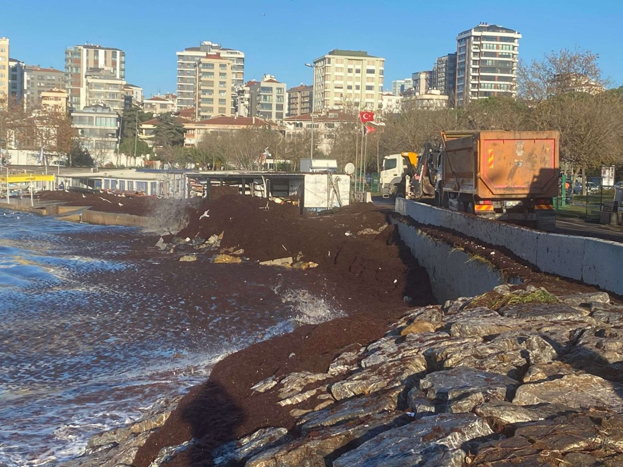 İstanbul Kadıköy'de sahili yine kırmızı yosun sardı