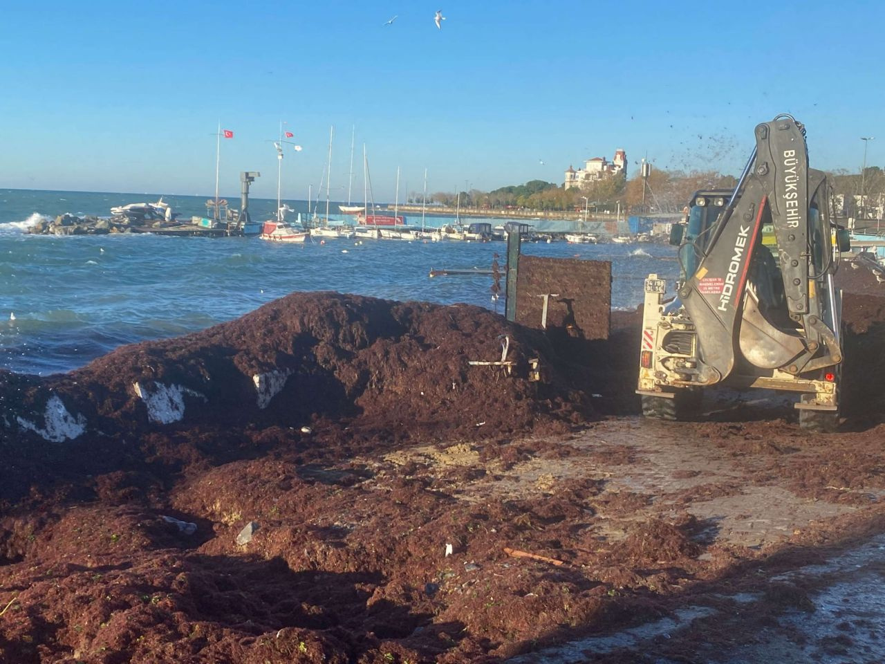 İstanbul Kadıköy'de sahili yine kırmızı yosun sardı