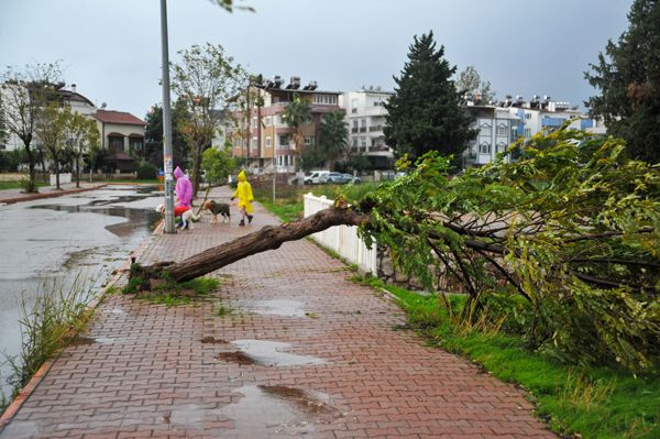 Antalya'da kuvvetli rüzgar ve sağanak etkili oluyor! Ağaçlar devrildi, çatılar uçtu