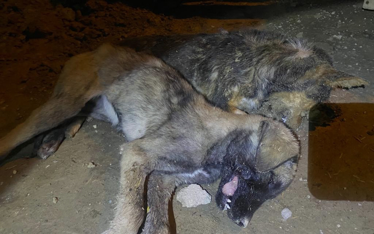 Afyonkarahisar'da zehirli yiyecekler ile hayvan katliamı