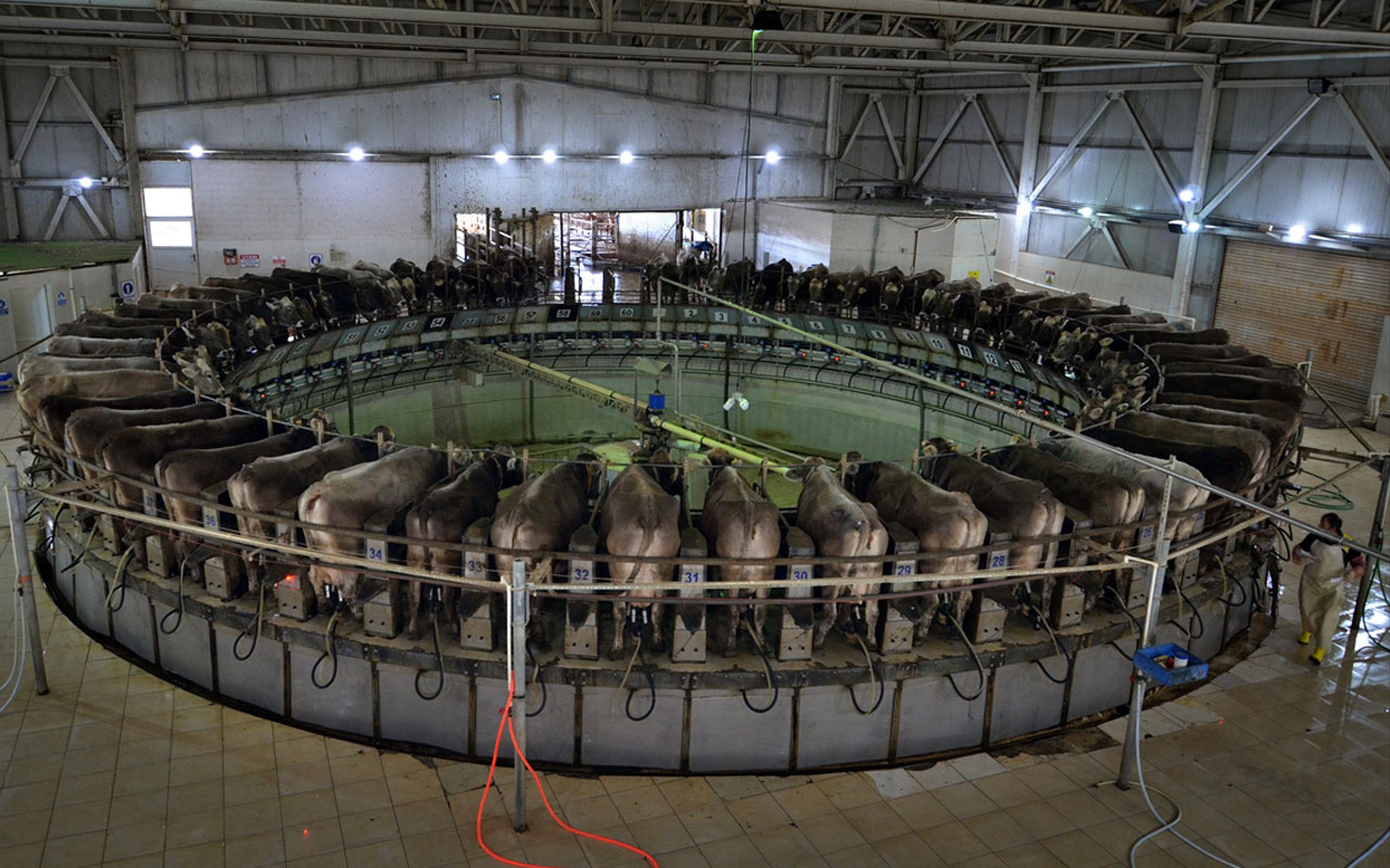 Dakikada 5 ineğin el değmeden sağıldığı TİGEM Gözlü'de günlük 35 ton süt üretiliyor