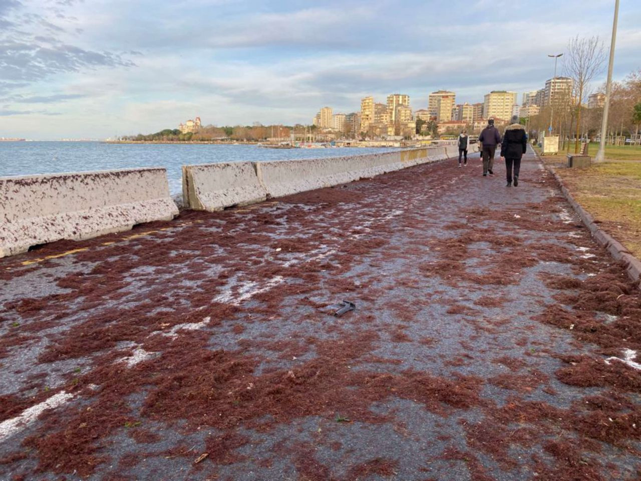 İstanbul Kadıköy'de Caddebostan sahilini yine kırmızı renkli yosunlar kapladı