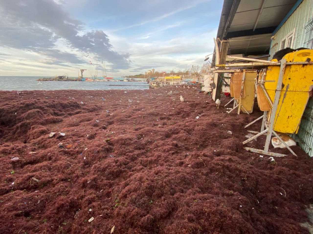 İstanbul Kadıköy'de Caddebostan sahilini yine kırmızı renkli yosunlar kapladı