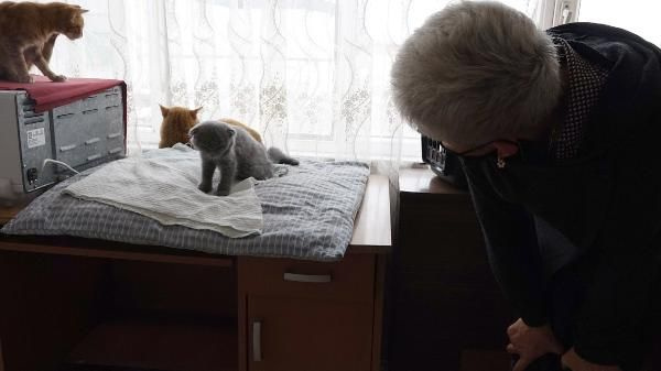 Trabzon'da eşine kızıp kediyi duvara fırlatan kocaya 1500 TL ceza