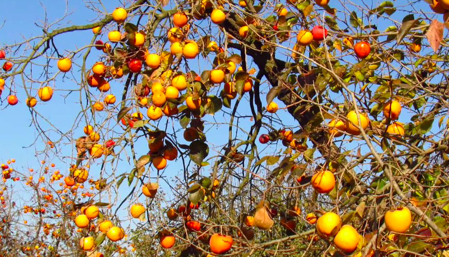 Japon bilim insanları açıkladı İşte koronavirüsten koruyan meyve Türkiye'de bolca var