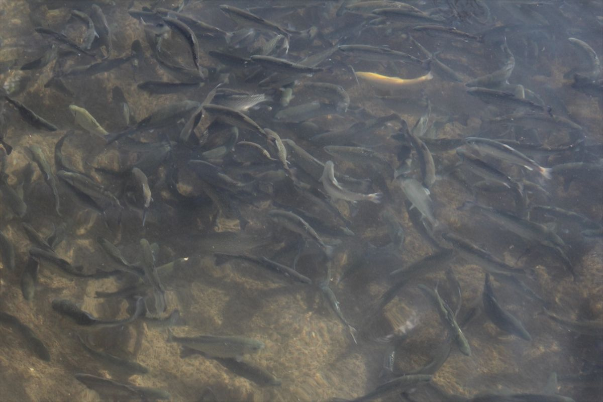 Denizi olmayan Malatya'nın Doğanşehir ilçesinde yıllık 500 ton balık üretiliyor