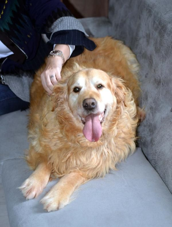Yürümekte zorlanıyordu! Ankara'da obez köpek 30 kilo verdi: İşte son hali...