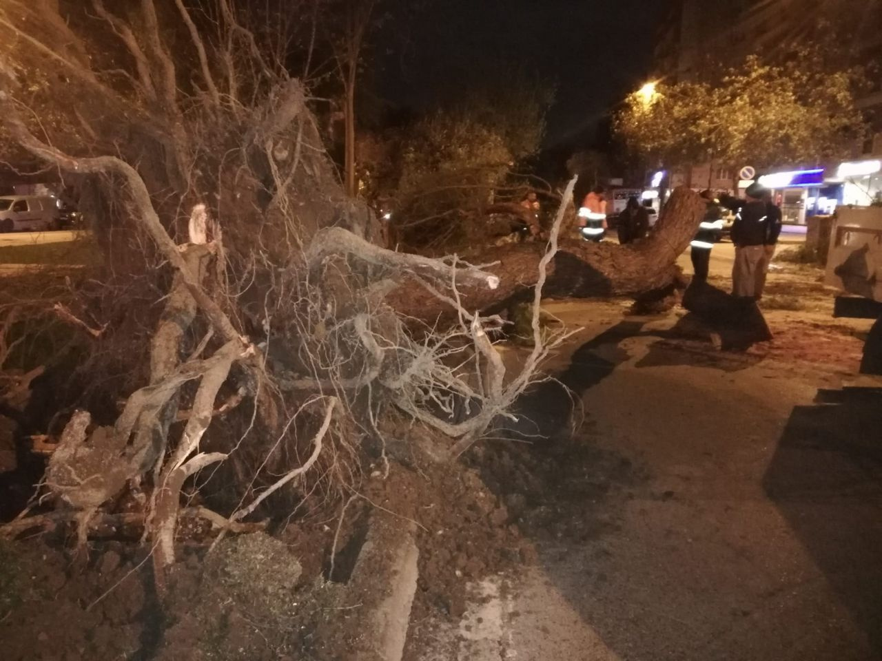 İzmir'i fırtına vurdu! Fırtına elektrik direklerini devirdi, ağaçları kökünden söktü