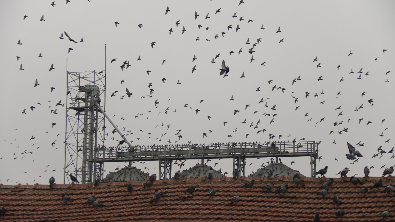 Eskişehir'de yüzlerce güvercin çatılara hücum etti! Her yolu deniyorlar