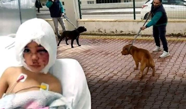 Minik Asiye'ye pittbul saldırısının ardından köpeklerin toplanmasına ünlülerden Twitter'da 'hayvanıma dokunma' tepkisi