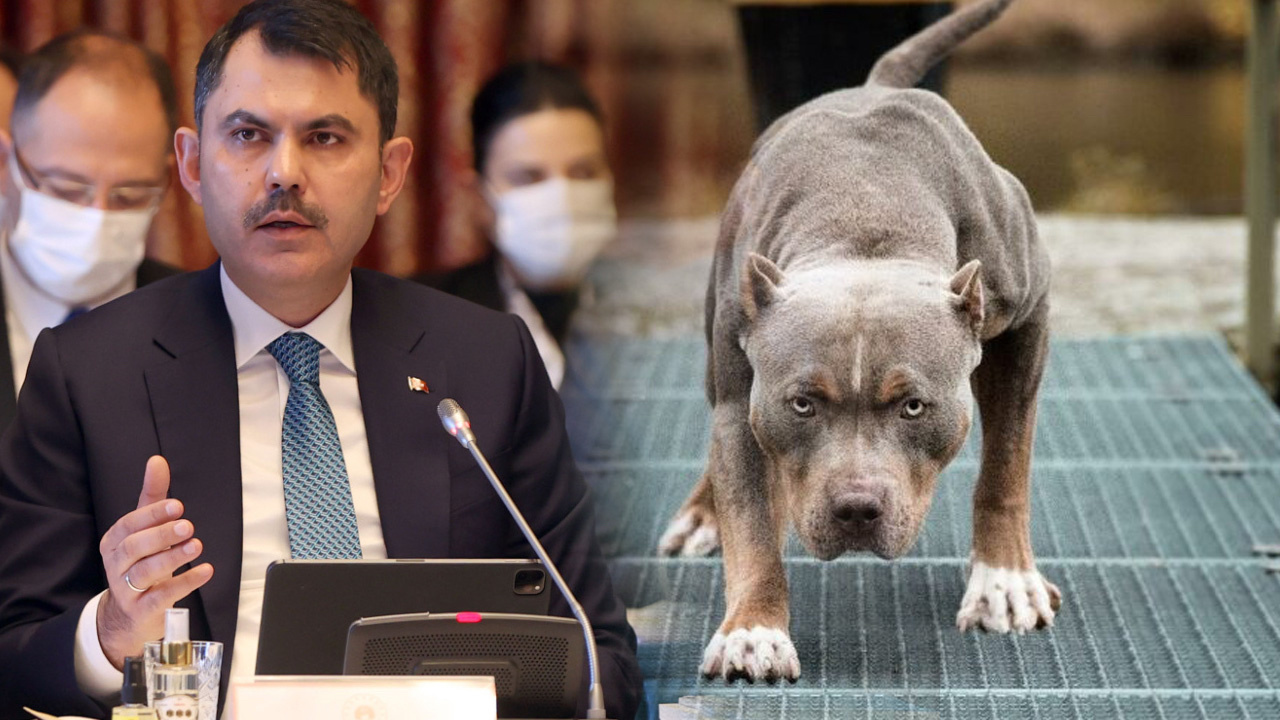 Pitbull saldırıları sonrası sokak hayvanlarına bulunacak 4 çözüm Toplanıp itlaf mı edilecekler? Bakan Kurum açıkladı