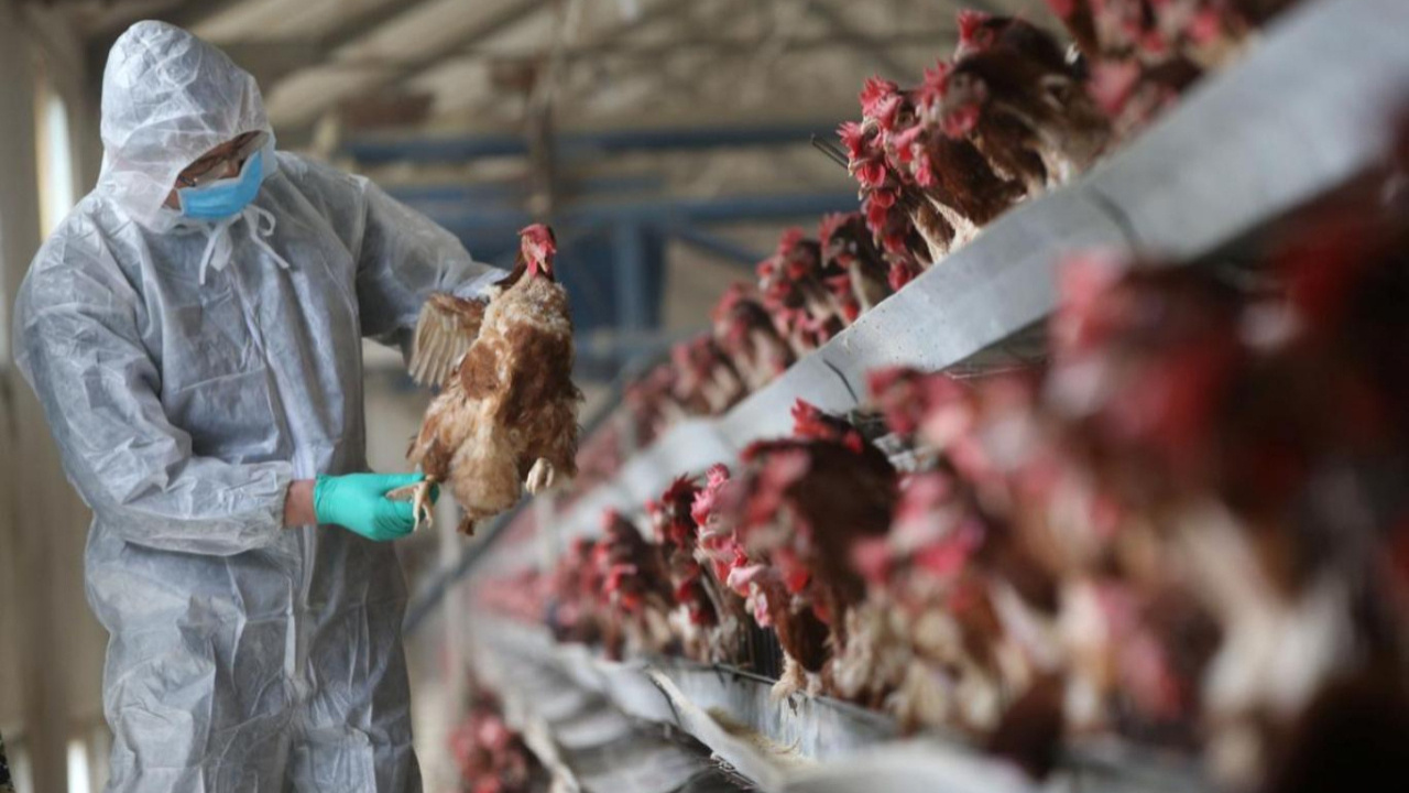 Bulgaristan'da kuş gribi nedeniyle 39 bin tavuk itlaf edilecek