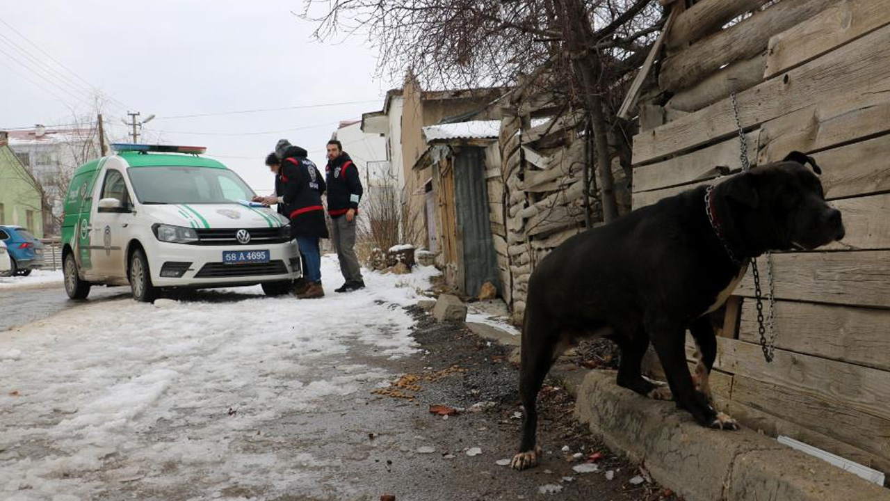 Sivas'da pitbull ile sokağa çıktı! Yaklaşık 15 bin TL para cezası yedi